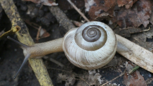 Harmozica ravergiensis