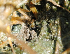 Diapontia uruguayensis