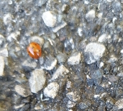 Coccinella septempunctata