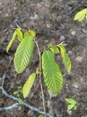 Castanea ozarkensis