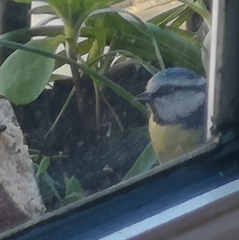 Cyanistes caeruleus