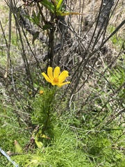 Cosmos sulphureus
