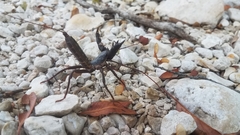 Mastigoproctus giganteus