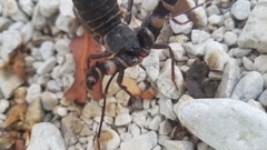 Mastigoproctus giganteus