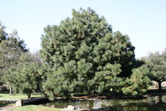 Pinus engelmannii
