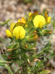 Ononis pubescens
