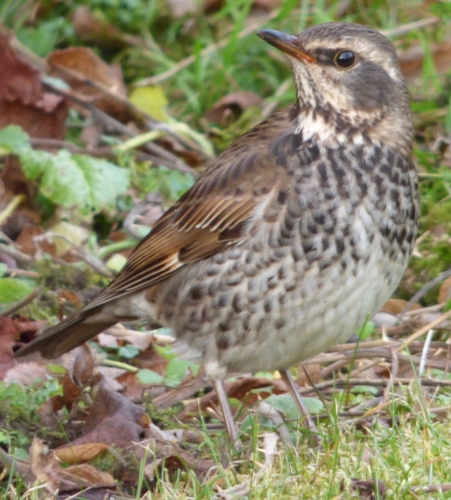 Dusky Thrush