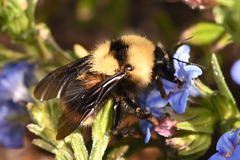 Bombus fervidus