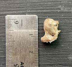 Mormoops megalophylla