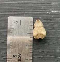 Mormoops megalophylla