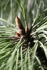 Pinus engelmannii