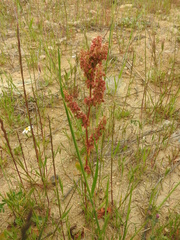 Rumex