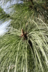 Pinus engelmannii