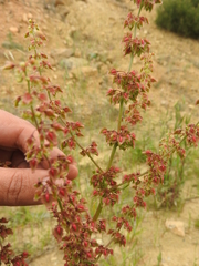 Rumex