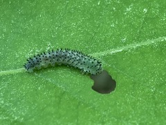 Periclista marginicollis