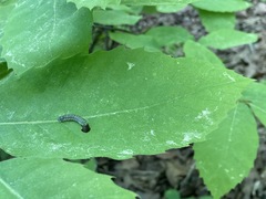 Periclista marginicollis