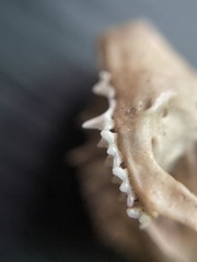 Mormoops megalophylla