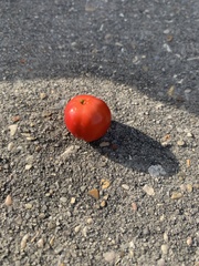 Crataegus aestivalis