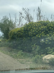 Euphorbia dendroides