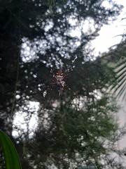 Argiope argentata