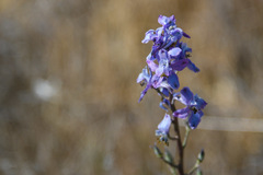 Delphinium recurvatum