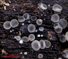 Tapesia lividofusca