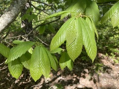Castanea ozarkensis