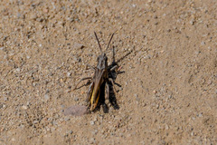 Chimarocephala elongata