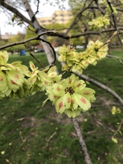 Ulmus