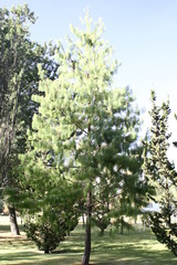 Pinus patula