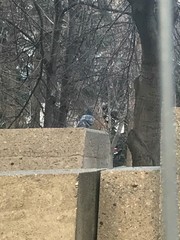 Columba livia domestica