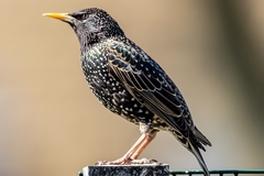 Sturnus vulgaris