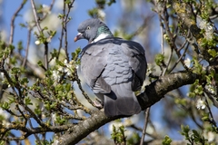 Columba palumbus