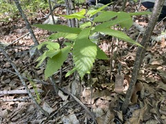 Castanea ozarkensis