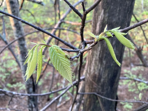 Image of Castanea ozarkensis by (c) Hill Craddock, some rights reserved (CC BY)
