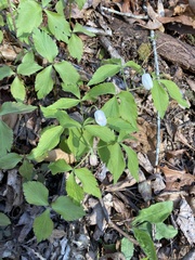 Anemonoides quinquefolia