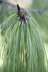 Pinus patula