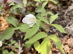 Anemonoides quinquefolia