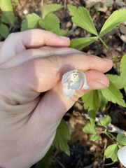 Anemonoides quinquefolia