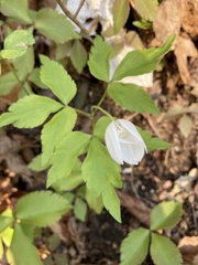 Anemonoides quinquefolia