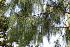 Pinus patula