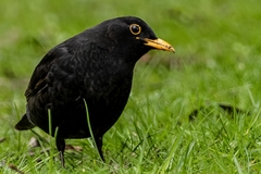 Turdus merula