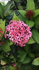 Ixora coccinea