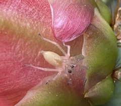 Cheiracanthium inclusum