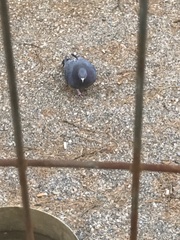 Columba livia domestica