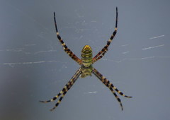 Argiope trifasciata