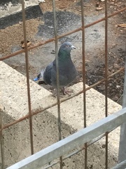 Columba livia domestica