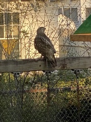 Buteo jamaicensis
