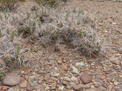 Grusonia aggeria