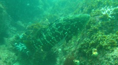 Epinephelus malabaricus